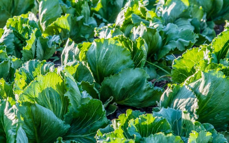 Итоги и программа развития экологического направления сельского хозяйства в Приднестровье на 2019 год