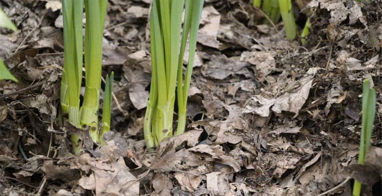 Листовой опад как  био-удобрение для почвы